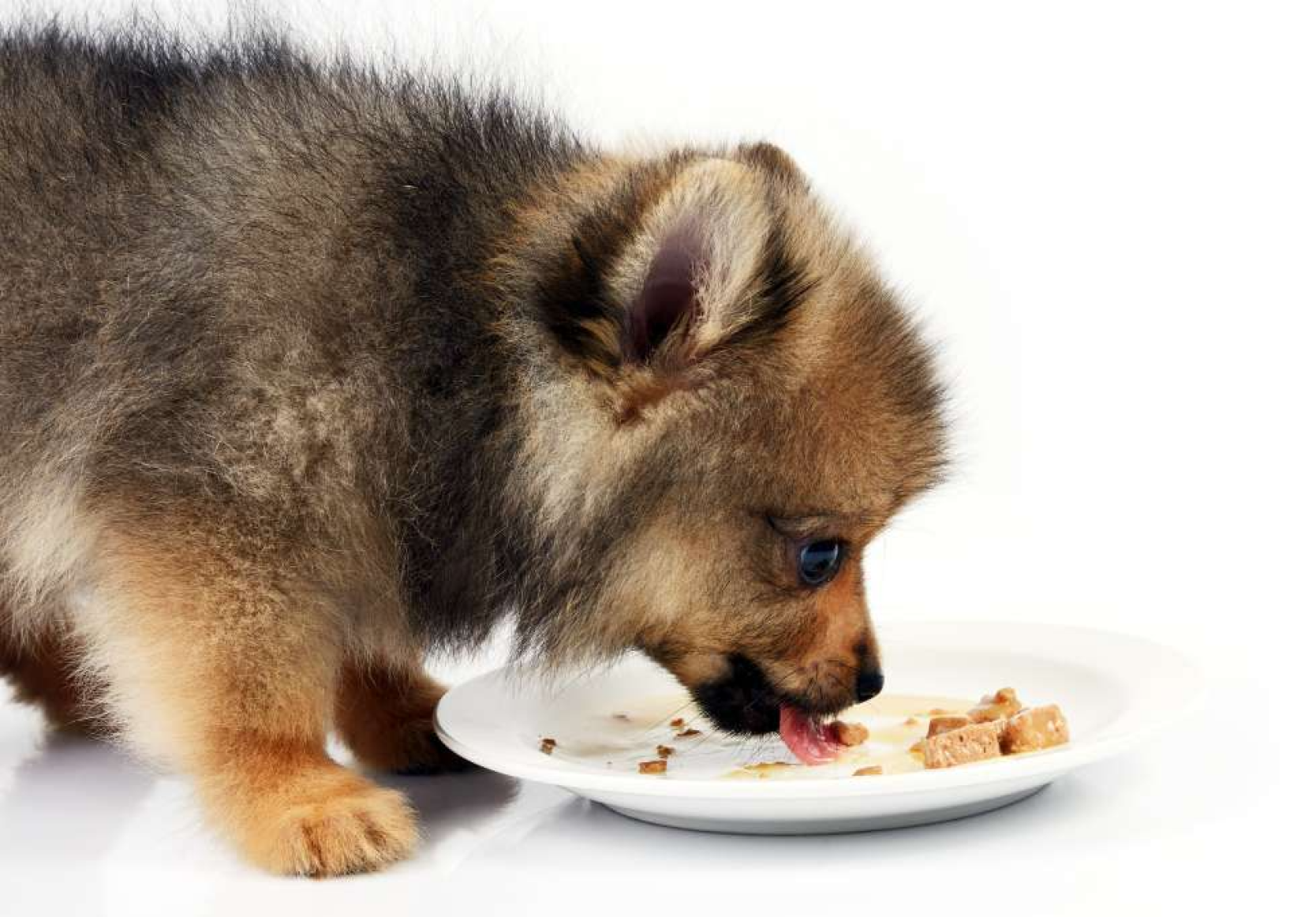 main image showing puppy eating treat